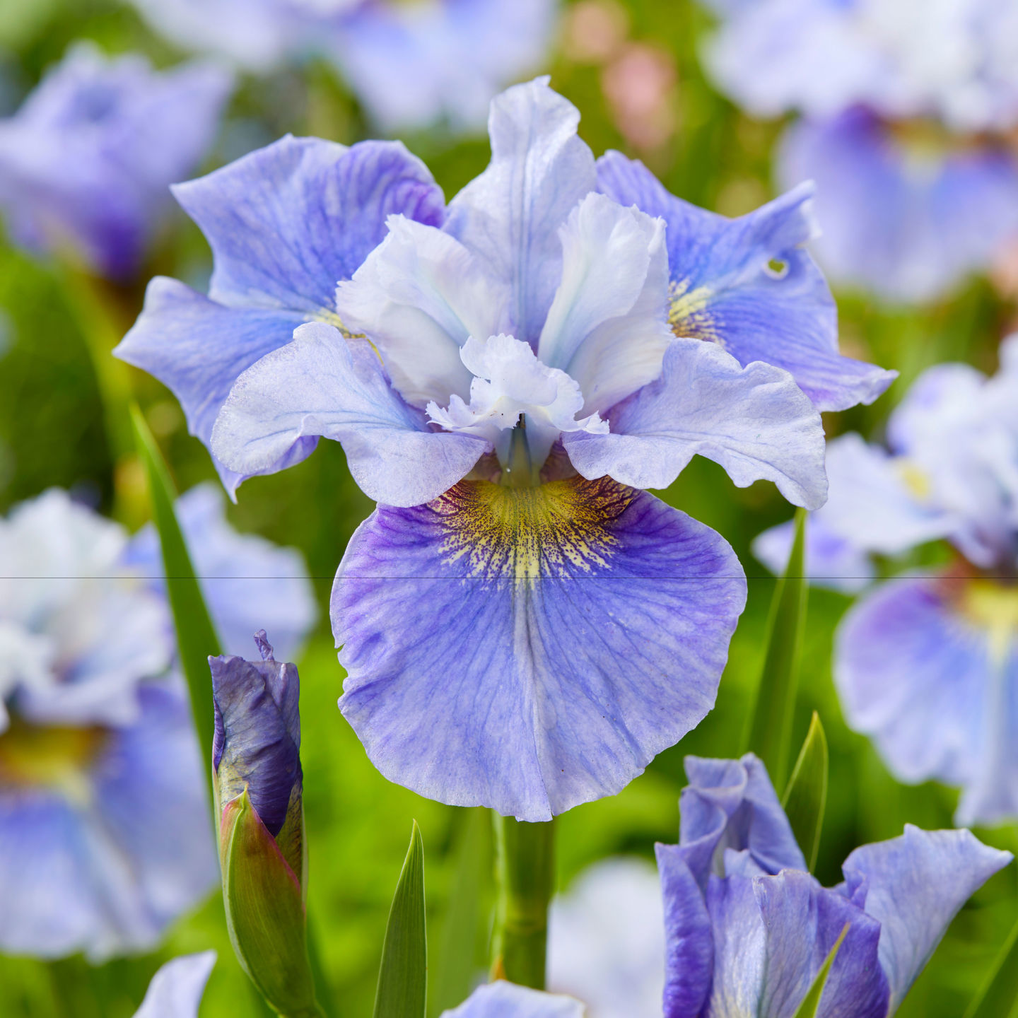 SiberianIris_MissionBay_LongfieldGardens.jpg
